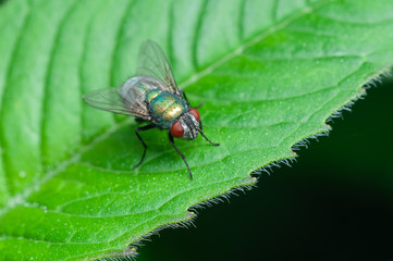 Green bottle fly sitting on a green leaf.