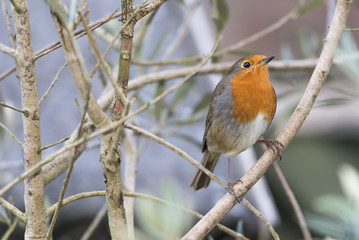robin on branch