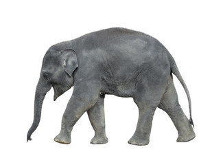 Walking baby elephant isolated on white background. Standing elephant full length close up. Female Asian grey elephant.