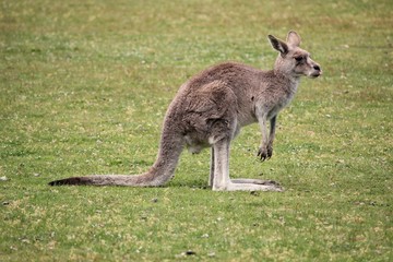 Funny kangaroo sticking tongue out in Australia