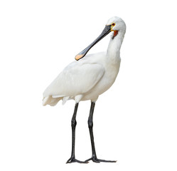 Eurasian spoonbill isolated on white background full length. The Eurasian spoonbill or common spoonbill is a wading bird of the ibis and spoonbill family Threskiornithidae