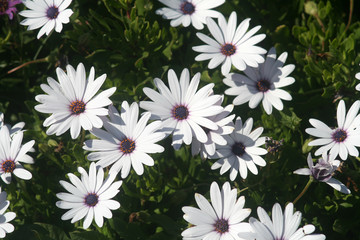 White daisies with blue centers