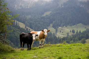 Fototapeta na wymiar Cows in the mountain
