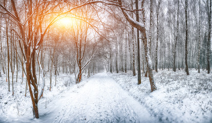 Snow-covered trees in the city park