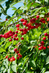 Obraz premium Red sour or tart cherries growing on a cherry tree. Ripe Prunus cerasus fruits and green tree foliage.