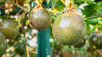 Raw Passiflora edulis fruit hanging in the tree