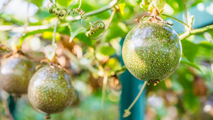 Raw Passiflora edulis fruit hanging in the tree