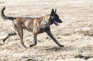 Dutch Shepherd or Belgian Malinois running with collar and tags