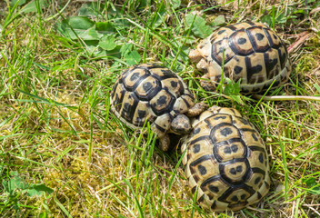 Three young steppe tortoises on green grass.