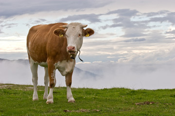 Fototapeta na wymiar Cow in the mountain