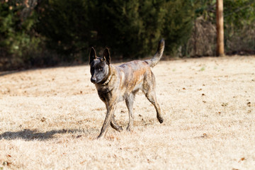 Dutch Shepherd or Belgian Malinois dog running outdoors