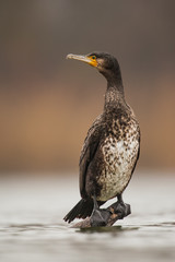 Great Cormorant, Phalacrocorax carbo, sitting on a perch just above water level. Wild bird in nature.