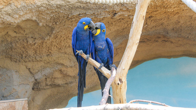 Two hyacinth macaws sitting on branch