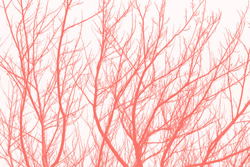 Living Coral Abstract Background