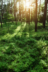 Obraz premium Pine forest at sunrise. Evergreen pinewood with Scots or Scotch pine Pinus sylvestris trees backlit by the sun and green bilberry plants on the forest floor in Pomerania, Poland.