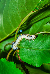 Insect Larva Feeding