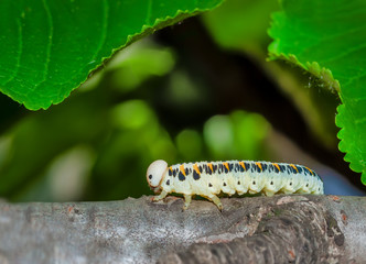 Insect Larva Crawling