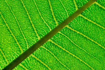 Close up of Leaf Veins
