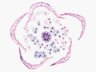 gaylussacia huckeberry flower bud - cross section cut under the microscope – microscopic view of...