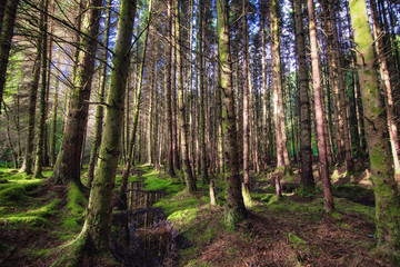 The pine scottish forest