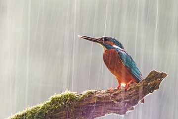Male common kingfisher, alcedo atthis, in heavy rain. Wildlife scene with bird sitting on a perch during a storm with sun shining from behind. Bright colorful wilderness image. Concept of