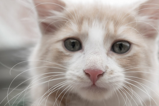 Young red-and-white cat poses for a picture.
