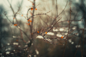 buckthorn branches covered with frost