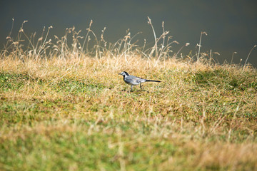 The white wagtail