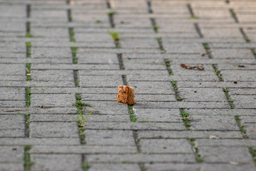 sparrows and a piece of bread