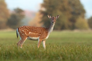 Female fallow deer, dama dama, in autumn colors. Detailed image of wild animal with blurred background. Wildlife scenery with cute mammal watching.
