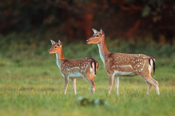 Doe and fawn fallow deer, dama dama, in autumn colors in last sunrays. Detailed image of two wild animals with blurred background. Wildlife scenery with cute mammals watching. Family concept. - obrazy, fototapety, plakaty
