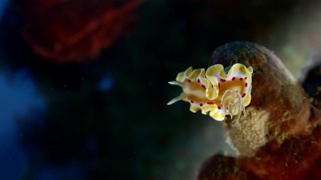 A Blood Spot Nudibranch, Ardeadoris cruenta is sitting in a adark coral reef, Raja ampat, Indonesia