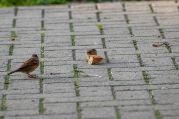 sparrows and a piece of bread