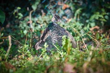 Peafowl in the grass