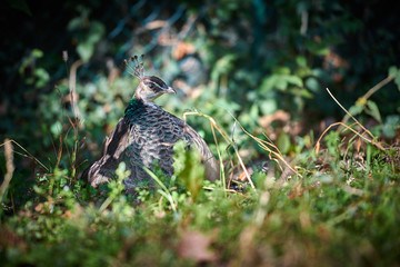 Peafowl in the grass