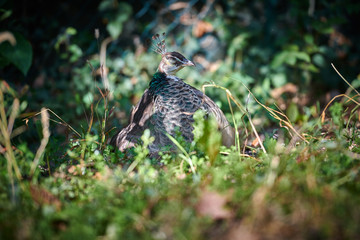 Peafowl in the grass