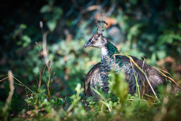Peafowl in the grass