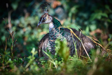 Peafowl in the grass