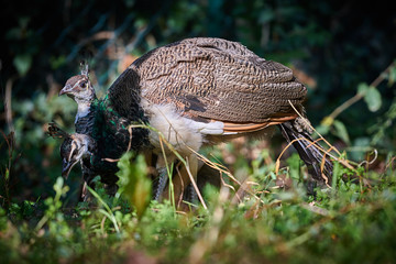 Peafowl in the grass