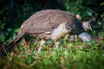 Peafowl in the grass