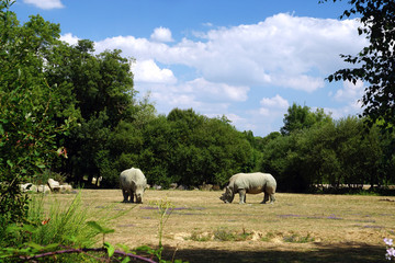 Couple de Rhinocéros