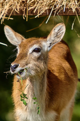 white-tailed deer