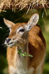 white-tailed deer