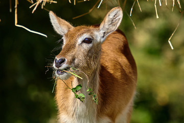 white-tailed deer