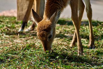 white-tailed deer