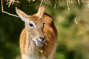 Fototapeta premium white-tailed deer