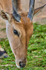 Fototapeta premium Eland antelope(Taurotragus oryx)