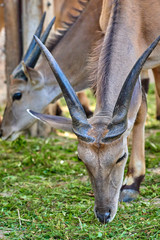 Eland antelope(Taurotragus oryx)