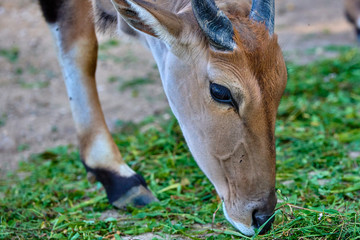 Eland antelope(Taurotragus oryx)