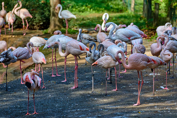 Chilean flamingo (Phoenicopterus chilensis)